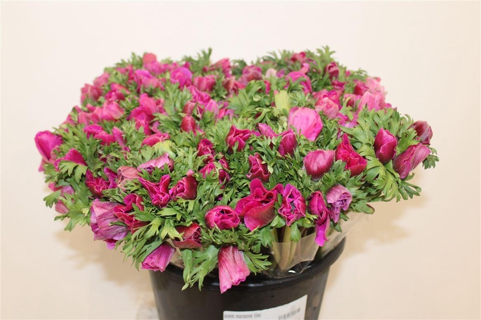 <h4>Anem Marianne Lilac</h4>