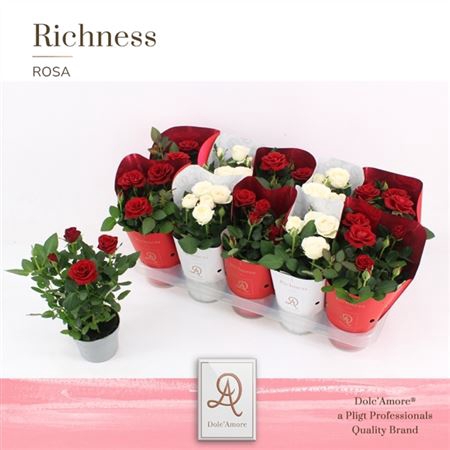 <h4>Rosa Amorosa Gemengd Kerst</h4>