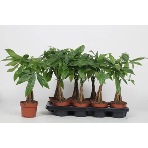PACHIRA AQUATICA