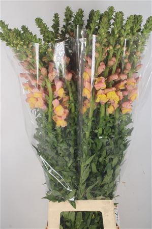 <h4>Antirrhinum It. Orange</h4>