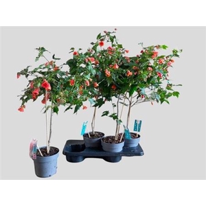 Abutilon Red Trumpet