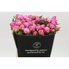 Paeonia Dr Alexander Fleming