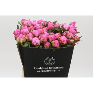 Paeonia Dr A Fleming