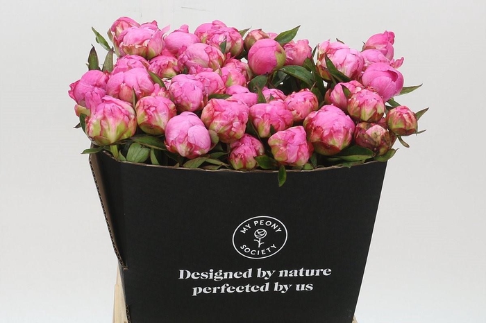 <h4>Paeonia Dr A Fleming</h4>