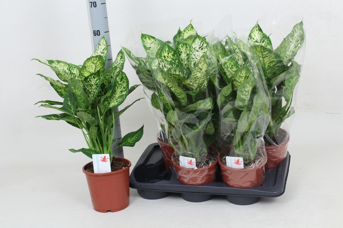 <h4>DIEFF COMPACTA</h4>