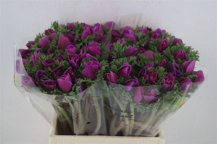 <h4>Anem Mistral Orchid</h4>