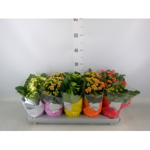Kalanchoe blos. 'Perfecta'  ..mix 5