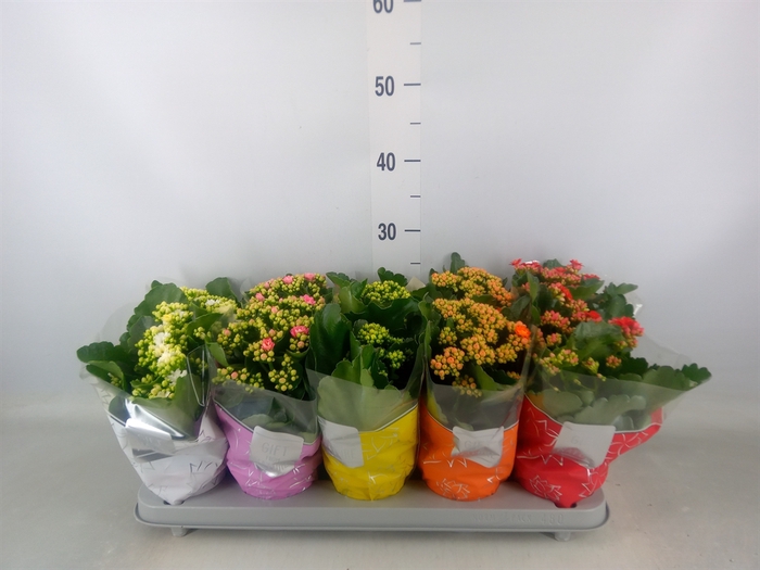 <h4>Kalanchoe blos. 'Perfecta'  ..mix 5</h4>