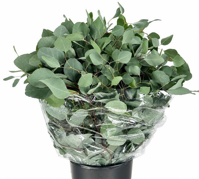<h4>Euc. Populus Leaf</h4>