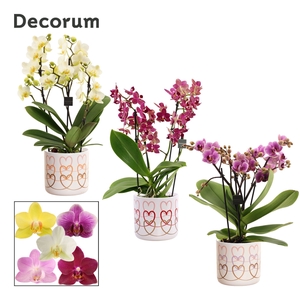 Phalaenopsis dazzling melange 3-4 tak in Estelle (Craft world-co