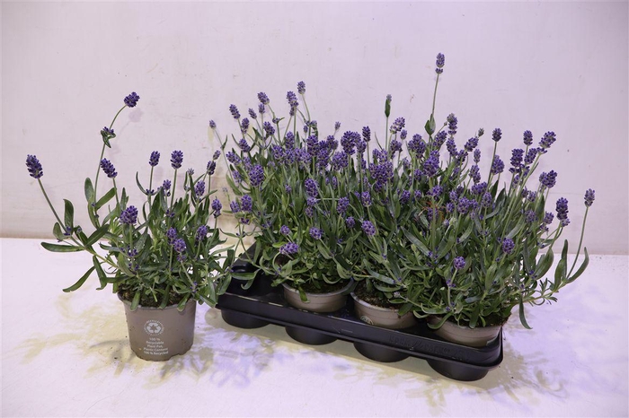 <h4>Lavan An Lav Purple</h4>