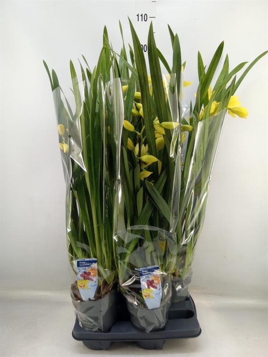 <h4>Cymbidium   ...</h4>