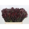 Leucadendron Saf Sunset Dark R.