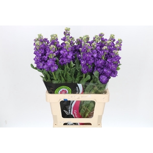 Matthiola Iron Purple