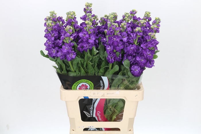 <h4>Matthiola Iron Purple</h4>