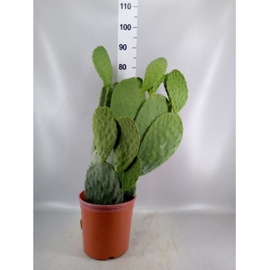 Opuntia