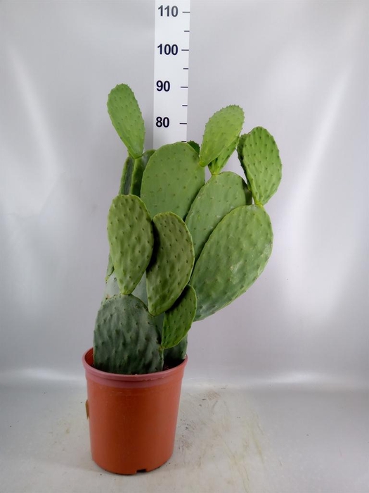 <h4>Opuntia</h4>
