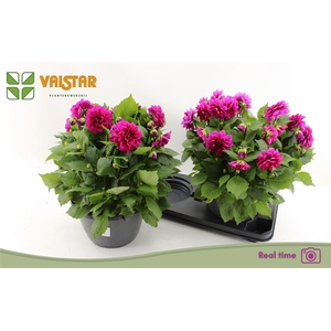 Dahlia (Decorative Grp) Labella Medio Deep Pink