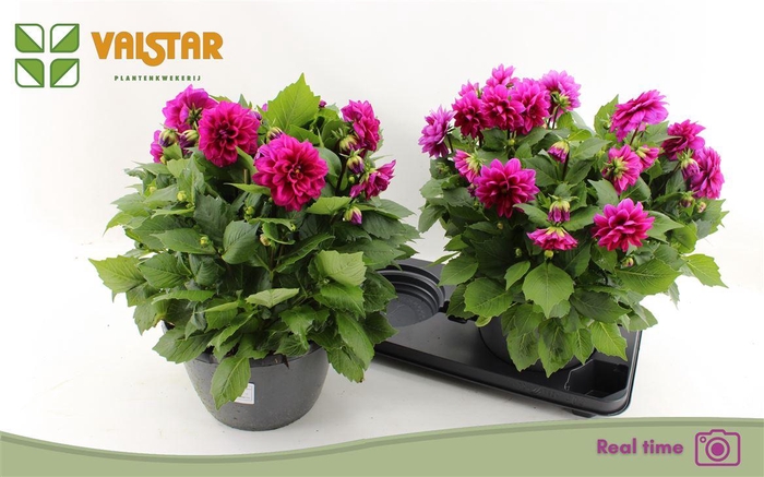 <h4>Dahlia (Decorative Grp) Labella Medio Deep Pink</h4>