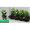 arr8 Nicotiana Ov Green