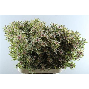 Leucadendron Ayoba Star Pearl