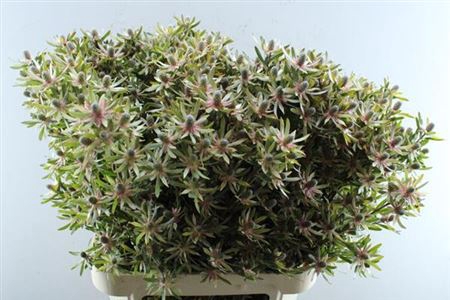 <h4>Leucadendron Ayoba Star Pearl</h4>