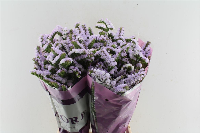 Lim S Tessa Lavender