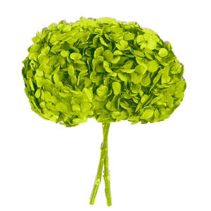 Hydrangea green pistachio