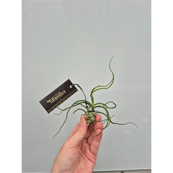 <h4>Tillandsia Bulbosa L met Label</h4>