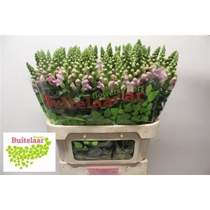 Antir Legend Li Pink