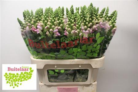 <h4>Antir Legend Li Pink</h4>