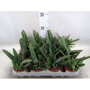 Gasteria carinata var. verrucosa