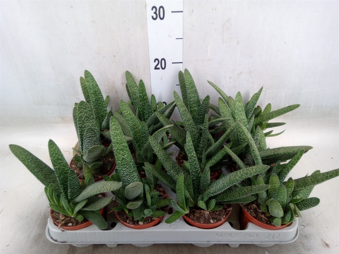 <h4>Gasteria carinata var. verrucosa</h4>