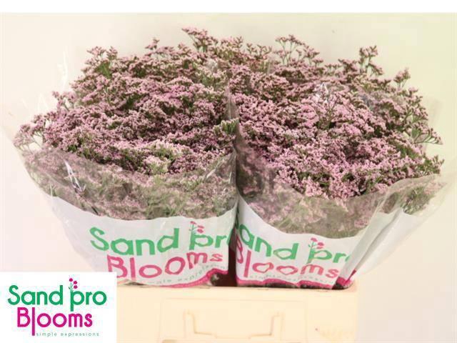 <h4>LIM SAF OSHI PINK</h4>