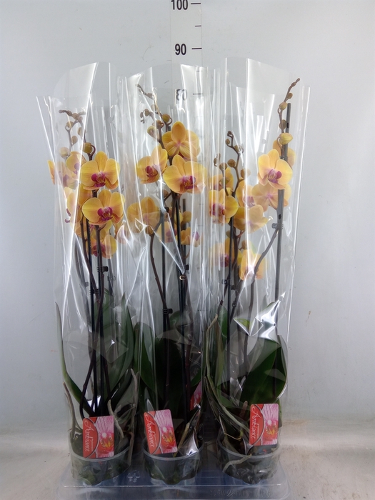 <h4>Phalaenopsis  'Sin-Yaun Gold Beaut'</h4>