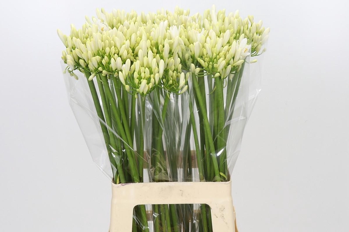 <h4>Agapanthus Gletsjer</h4>