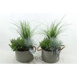 8348 ZINK GREY GRAS X3