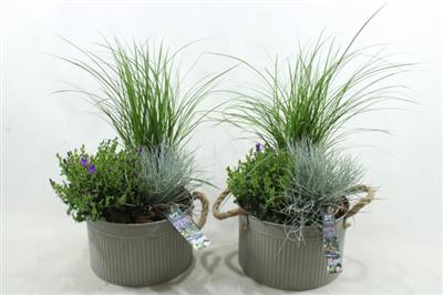 <h4>8348 ZINK GREY GRAS X3</h4>
