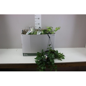 Aeschynanthus Mona Lisa Hang