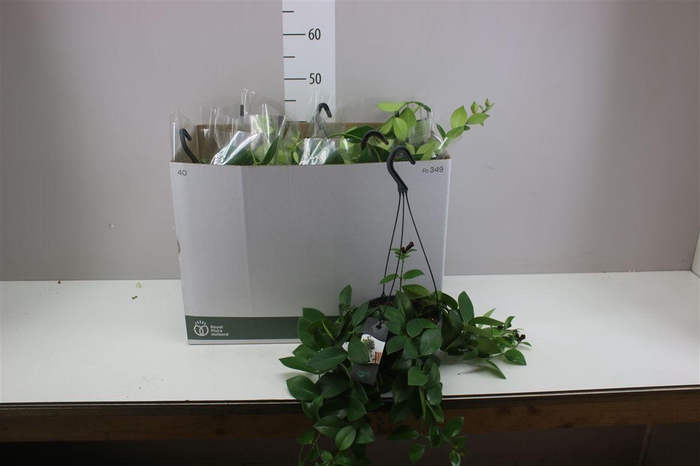 <h4>Aeschynanthus Mona Lisa Hang</h4>