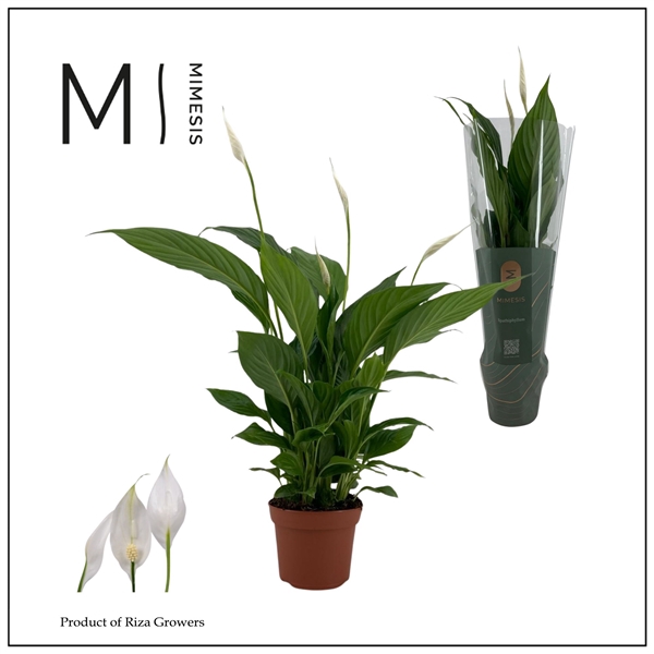 <h4>Mimesis Spathiphyllum Strauss - 13 cm</h4>