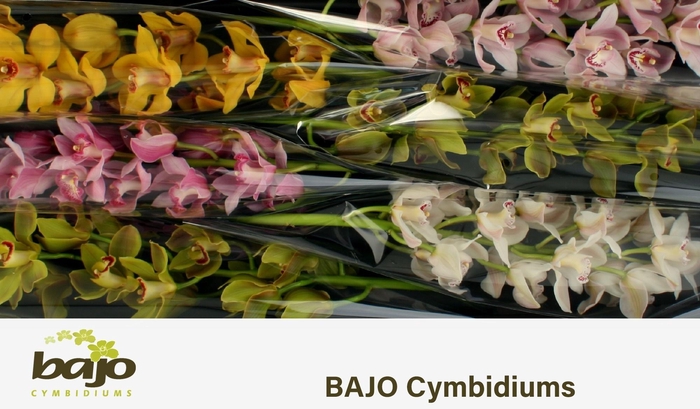<h4>CYMB T GEM</h4>