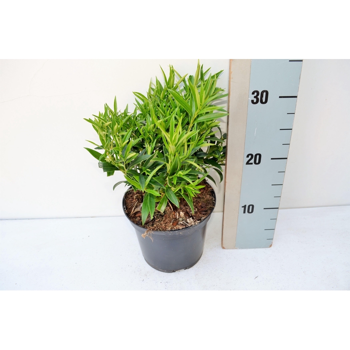 <h4>Sarcococca h Saligna</h4>