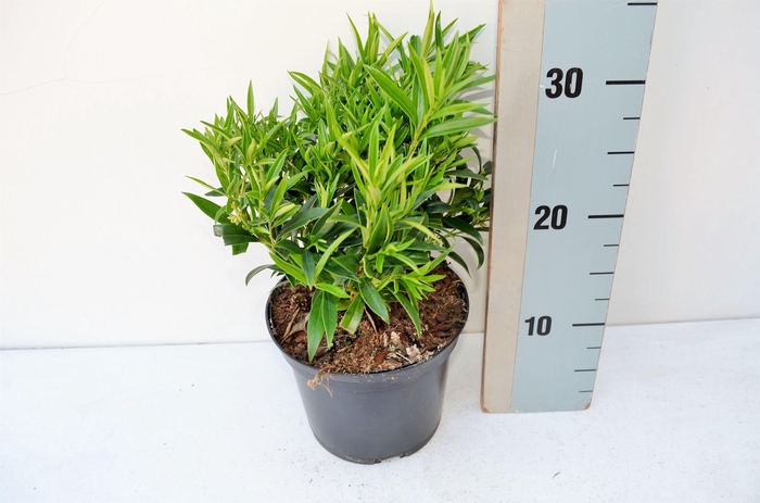 Sarcococca h Saligna
