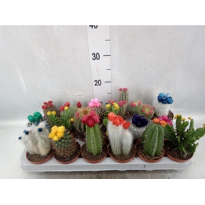 Cactus   ...decorated