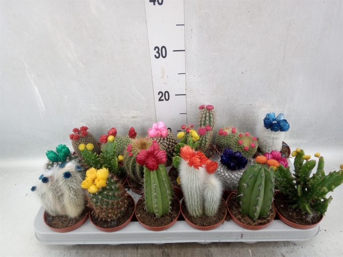 <h4>Cactus   ...decorated</h4>