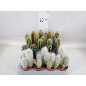 Cereus   ...