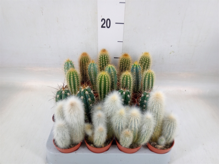 <h4>Cereus   ...</h4>