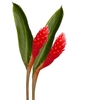 Ginger Red