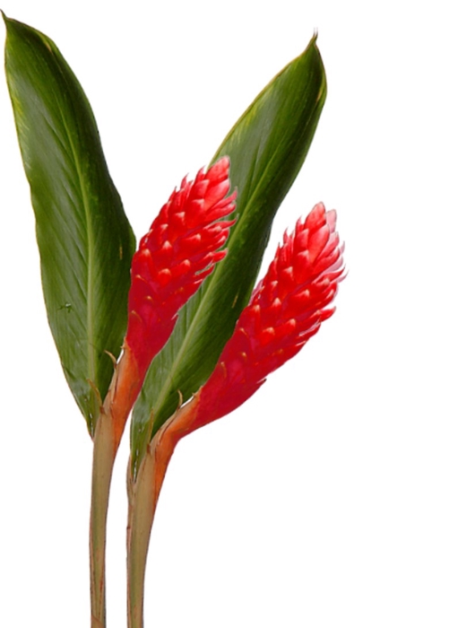 Ginger Red
